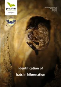 Identification of Bats in Hibernation