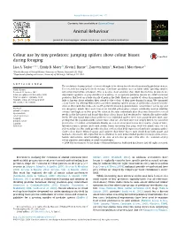 Colour Use by Tiny Predators: Jumping Spiders Show Colour Biases During Foraging