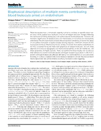 Biophysical Description of Multiple Events Contributing Blood Leukocyte Arrest on Endothelium