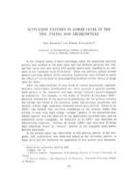Activation Pattern in Lower Level in the Neo-,Paleo-,And Archicortices