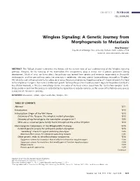 Wingless Signaling: a Genetic Journey from Morphogenesis to Metastasis