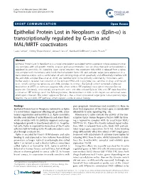 Epithelial Protein Lost in Neoplasm a (Eplin-A) Is Transcriptionally Regulated by G-Actin and MAL/MRTF Coactivators