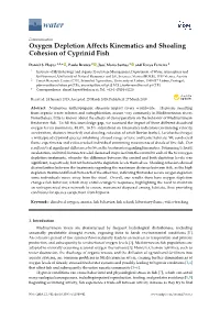 Oxygen Depletion Affects Kinematics and Shoaling Cohesion of Cyprinid Fish
