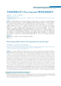 中幼龄粗枝云杉（Picea Asperata）根系的觅食能力