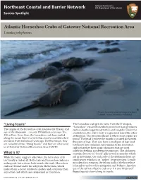 Atlantic Horseshoe Crabs of Gateway National Recreation Area Limulus Polyphemus