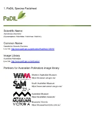 1. Padil Species Factsheet Scientific Name: Common Name Image Library Partners for Australian Pollinators Image Library