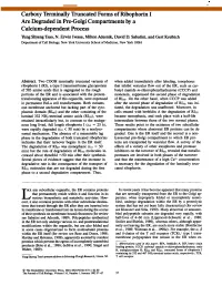 Carboxy Terminally Truncated Forms of Ribophorin I Are Degraded in Pre-Golgi Compartments by a Calcium-Dependent Process Yung Shyeng Tsao, N