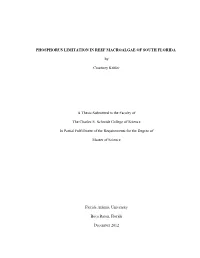 Phosphorus Limitation in Reef Macroalgae of South Florida