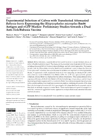 Experimental Infection of Calves with Transfected Attenuated Babesia