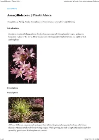 Amaryllidaceae | Plantz Africa About:Reader?Url=