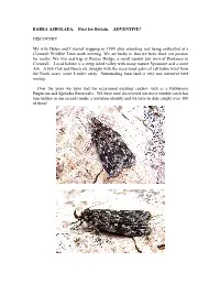 BAREA ASBOLAEA, First for Britain, ADVENTIVE?