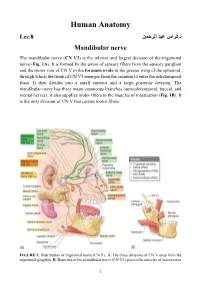 Human Anatomy د.فراس عبد الرحمن Lec.8 Mandibular Nerve the Mandibular Nerve (CN V3) Is the Inferior and Largest Division of the Trigeminal Nerve (Fig