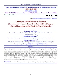 Caragana Arborescens.Lam) Powdery Mildew Fungi in Green Plantations in the Capital City of Mongolia