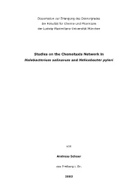 Studies on the Chemotaxis Network in Halobacterium Salinarum and Helicobacter Pylori
