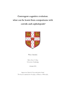 Convergent Cognitive Evolution: What Can Be Learnt from Comparisons with Corvids and Cephalopods?