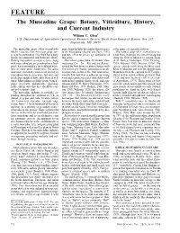 "The Muscadine Grape: Botany, Viticulture, History, and Current