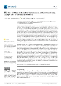 The Role of Mustelids in the Transmission of Sarcocystis Spp. Using Cattle As Intermediate Hosts