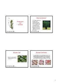 What Is Elodea? Elodea Cell Elodea Cell Parts