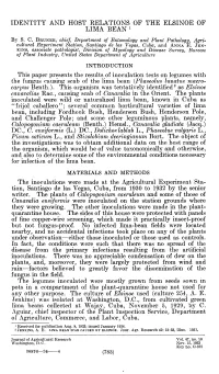 Identity and Host Relations of the Elsinoe of Lima Bean '