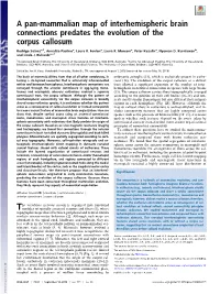 A Pan-Mammalian Map of Interhemispheric Brain Connections Predates the Evolution of the Corpus Callosum