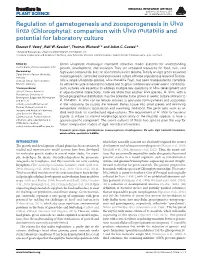 Regulation of Gametogenesis and Zoosporogenesis in Ulva Linza (Chlorophyta): Comparison with Ulva Mutabilis and Potential for Laboratory Culture