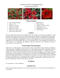 CONGA™ RED CALIBRACHOA Calibrachoa Hybrida Characteristics Culture Noteworthy Characteristics Problems Garden Uses