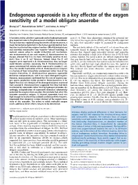 Endogenous Superoxide Is a Key Effector of the Oxygen Sensitivity of A