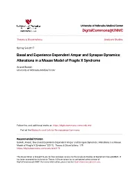 Basal and Experience Dependent Ampar and Synapse Dynamics: Alterations in a Mouse Model of Fragile X Syndrome