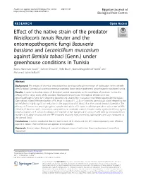 Effect of the Native Strain of the Predator Nesidiocoris Tenuis Reuter