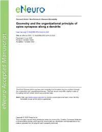 Geometry and the Organizational Principle of Spine Synapses Along a Dendrite