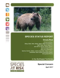 Status Report and Assessment of Grizzly Bear