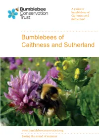 Bumblebees of Caithness and Sutherland