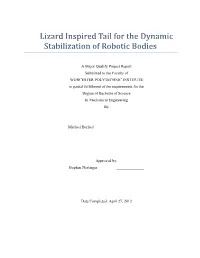 Lizard Inspired Tail for the Dynamic Stabilization of Robotic Bodies