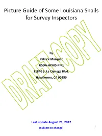 Picture Guide of Some Louisiana Snails for Survey Inspectors