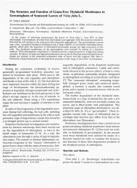 The Structure and Function of Grana-Free Thylakoid Membranes in Gerontoplasts of Senescent Leaves of Vicia Faba L