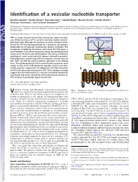 Identification of a Vesicular Nucleotide Transporter