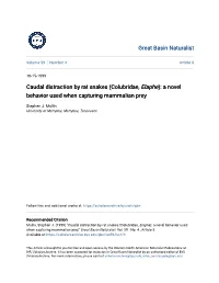Caudal Distraction by Rat Snakes (Colubridae, Elaphe): a Novel Behavior Used When Capturing Mammalian Prey