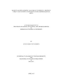 Phylogenetic Analyses of Juniperus Species in Turkey and Their Relations with Other Juniperus Based on Cpdna Supervisor: Prof