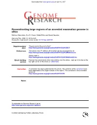 Silico Reconstructing Large Regions of an Ancestral Mammalian Genome In
