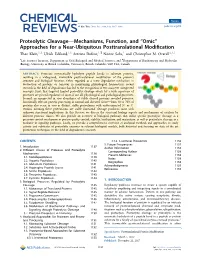 Proteolytic Cleavage—Mechanisms, Function