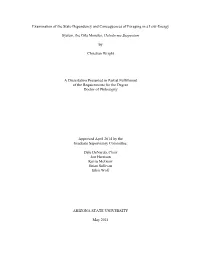 Examination of the State-Dependency and Consequences of Foraging in a Low-Energy