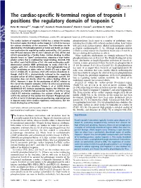 The Cardiac-Specific N-Terminal Region of Troponin I Positions the Regulatory Domain of Troponin C