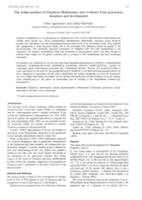 Observations of the Effects of Drought on Evergreen and Deciduous