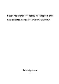 Basal Resistance of Barley to Adapted and Non-Adapted Forms of Blumeria Graminis