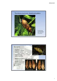 The Elusive Mud Snail, Omphiscola Glabra