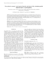 Tricorythodes Caunapi: a New Species from the Rain Forest of the Colombian Pacific (Ephemeroptera: Leptohyphidae)