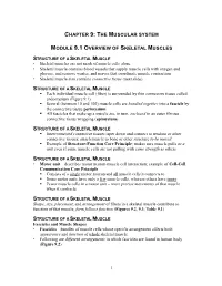 Chapter 9: the Muscular System Module 9.1 Overview of Skeletal Muscles