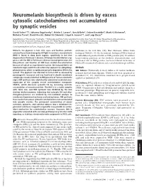 Neuromelanin Biosynthesis Is Driven by Excess Cytosolic Catecholamines Not Accumulated by Synaptic Vesicles
