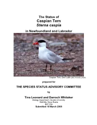 The Status of Caspian Tern Sterna Caspia