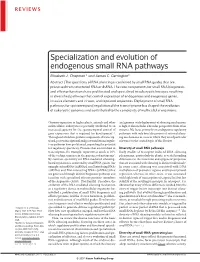 Specialization and Evolution of Endogenous Small RNA Pathways